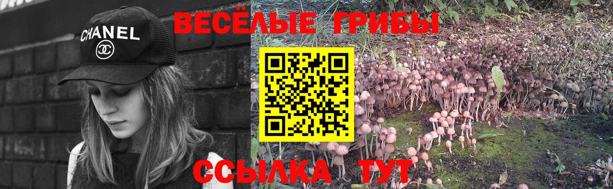 Галлюциногенные грибы Psilocybine cubensis Можайск
